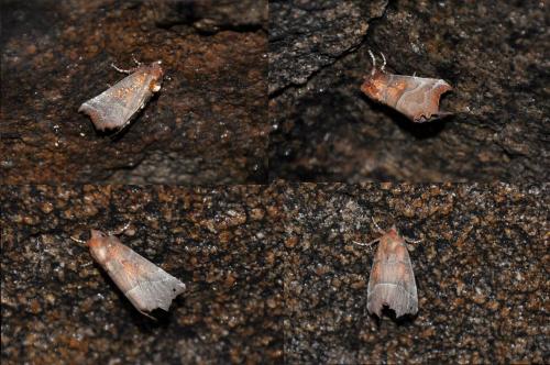 Réf. 180 503 : Scoliopteryx libatrix